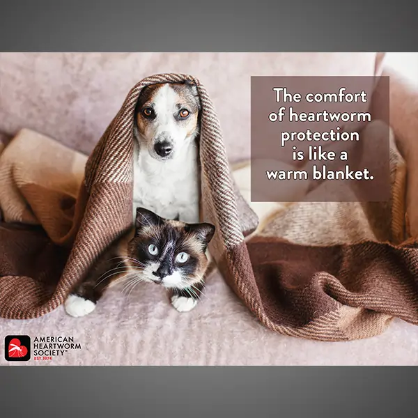 Dog and cat under blanket