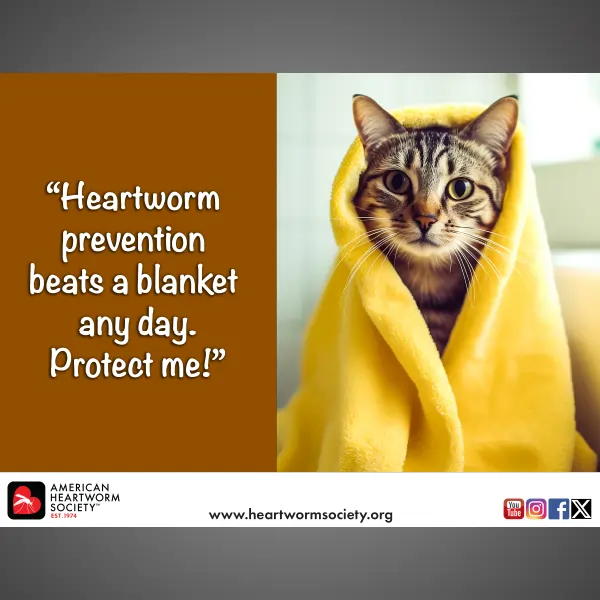 Cat with blanket wrapped around it