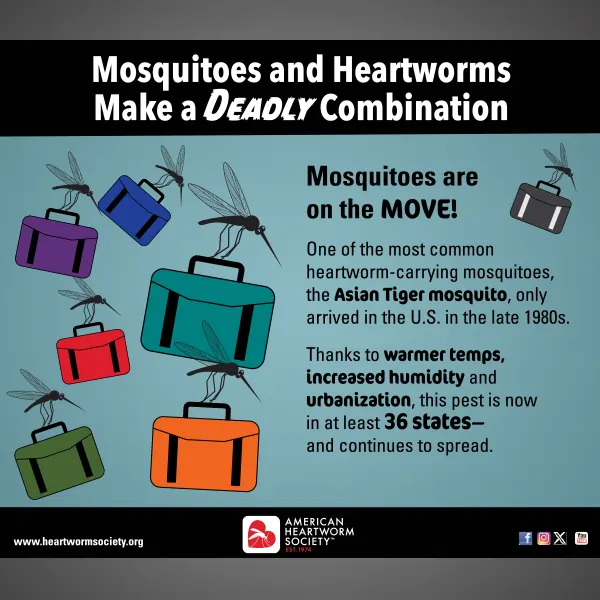 Mosquitos flying with suitcases