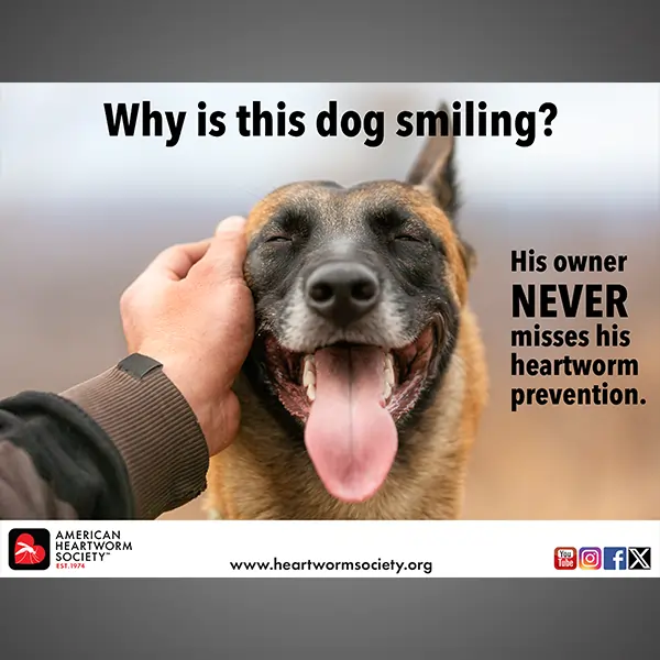 Smiling dog being petted